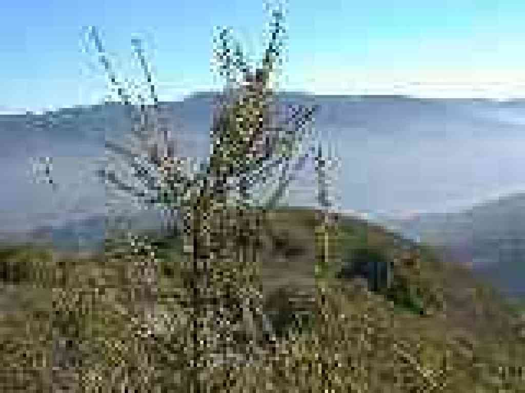 Chamise, with Umunhum in the background