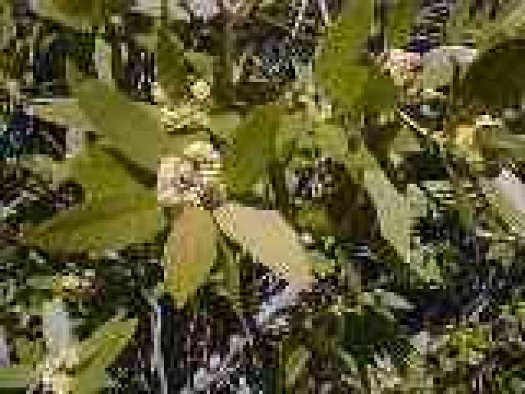 California bay blossoms