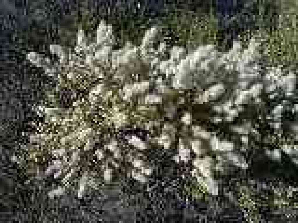 Coyote brush