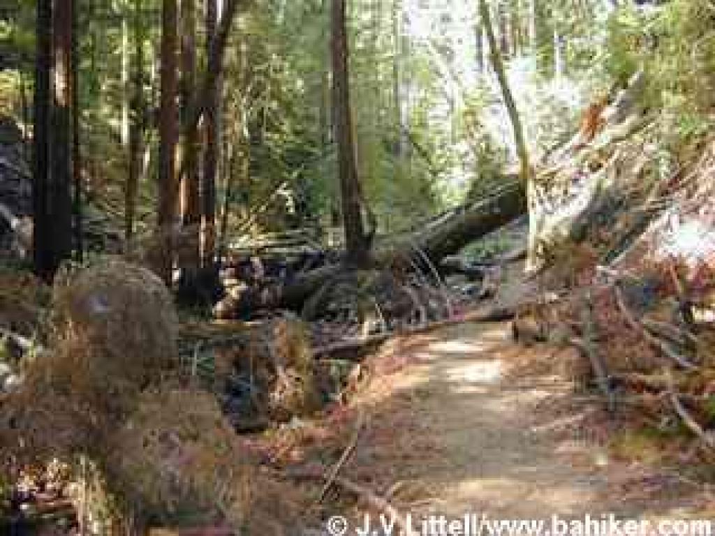 As you follow Fall Creek up a canyon, fallen trees choke the creekbed and path