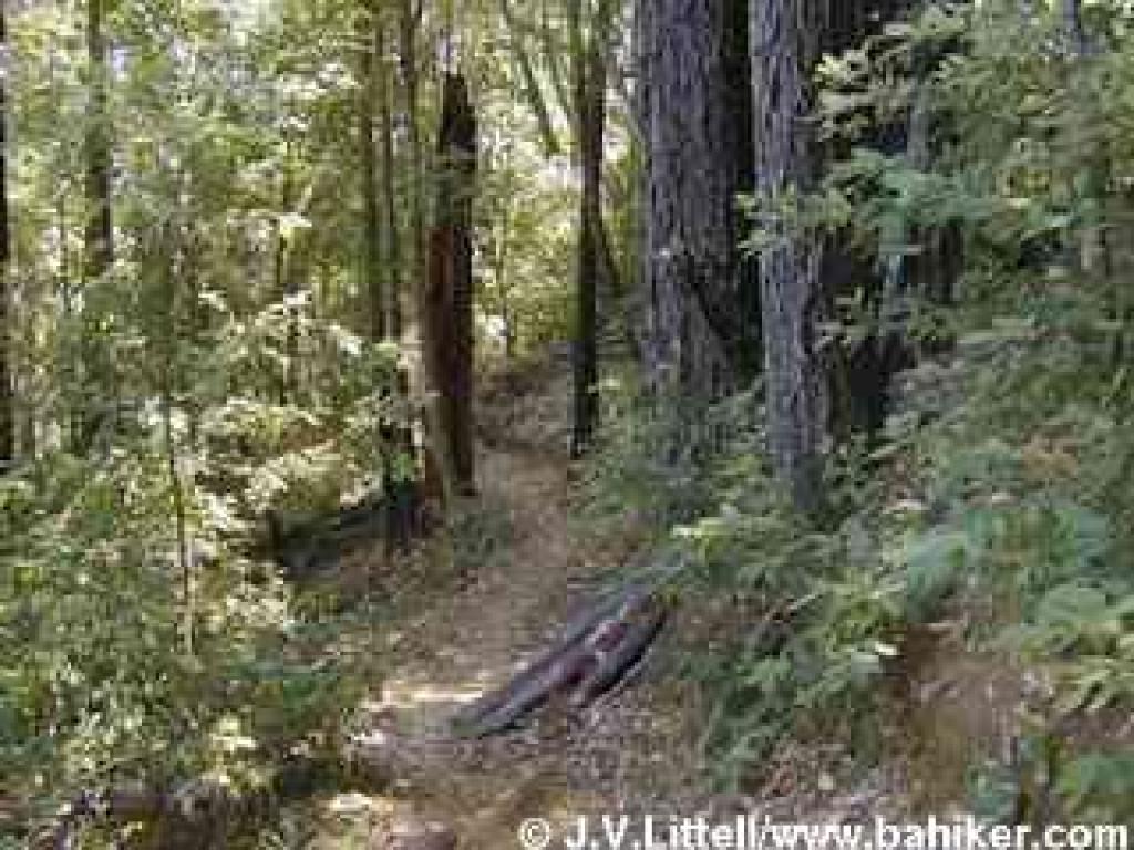 Ridge Trail