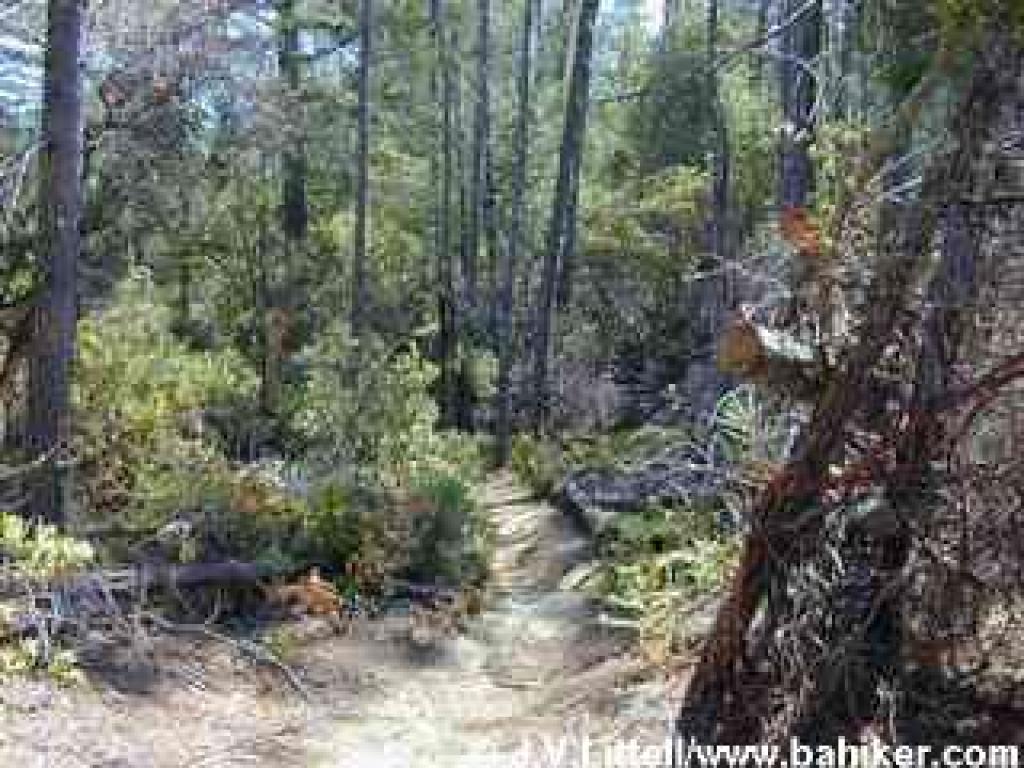 Ridge Trail