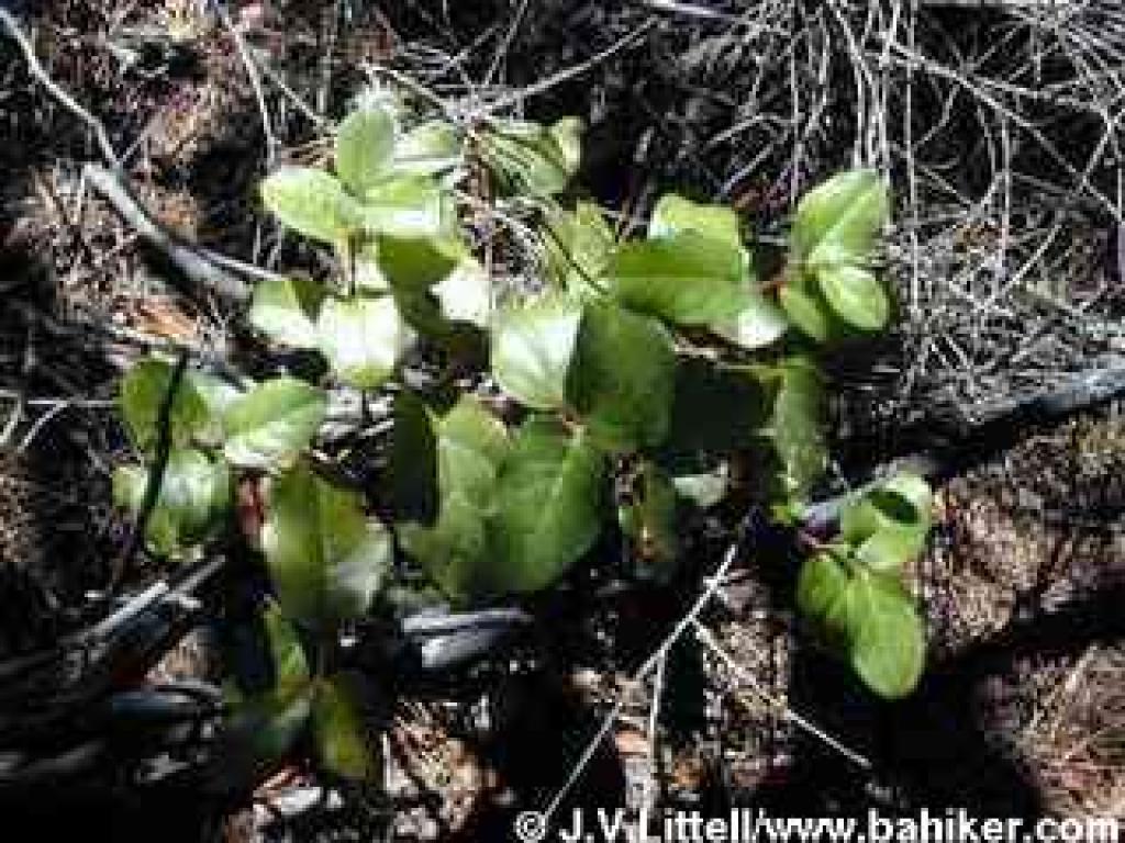 Salal