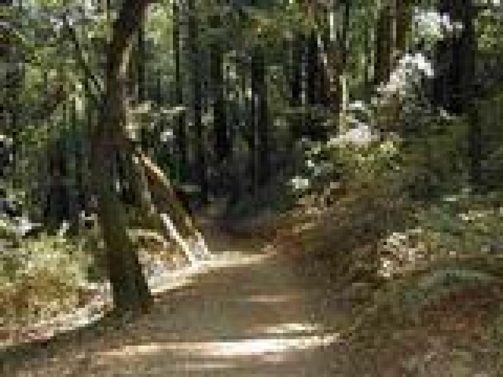 Descending through woods