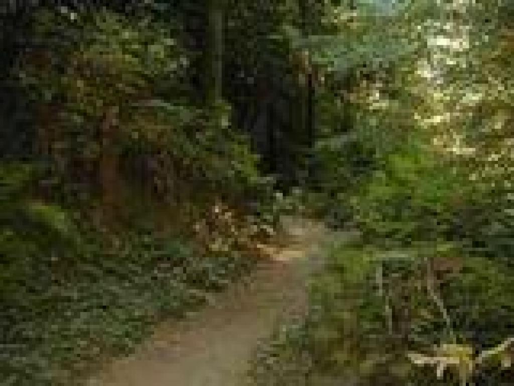 Trail follows the creek