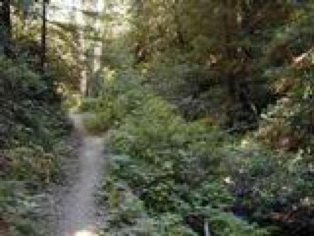 Ferns and thimbleberry line the trail