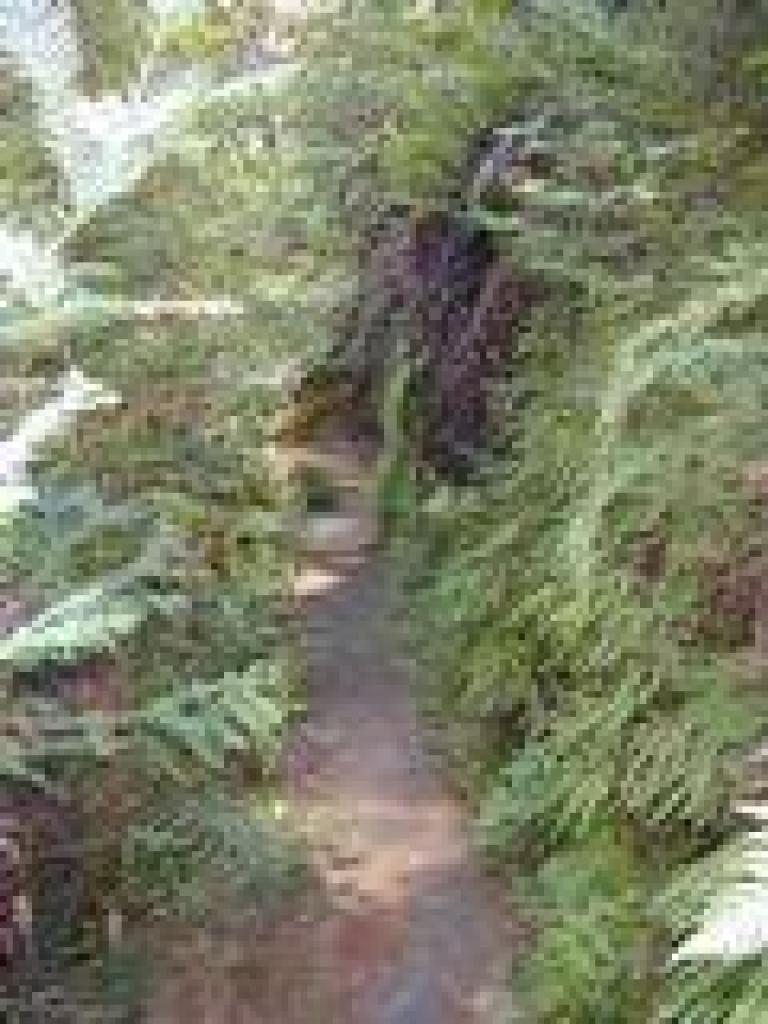 Ferns cascade from the hillside