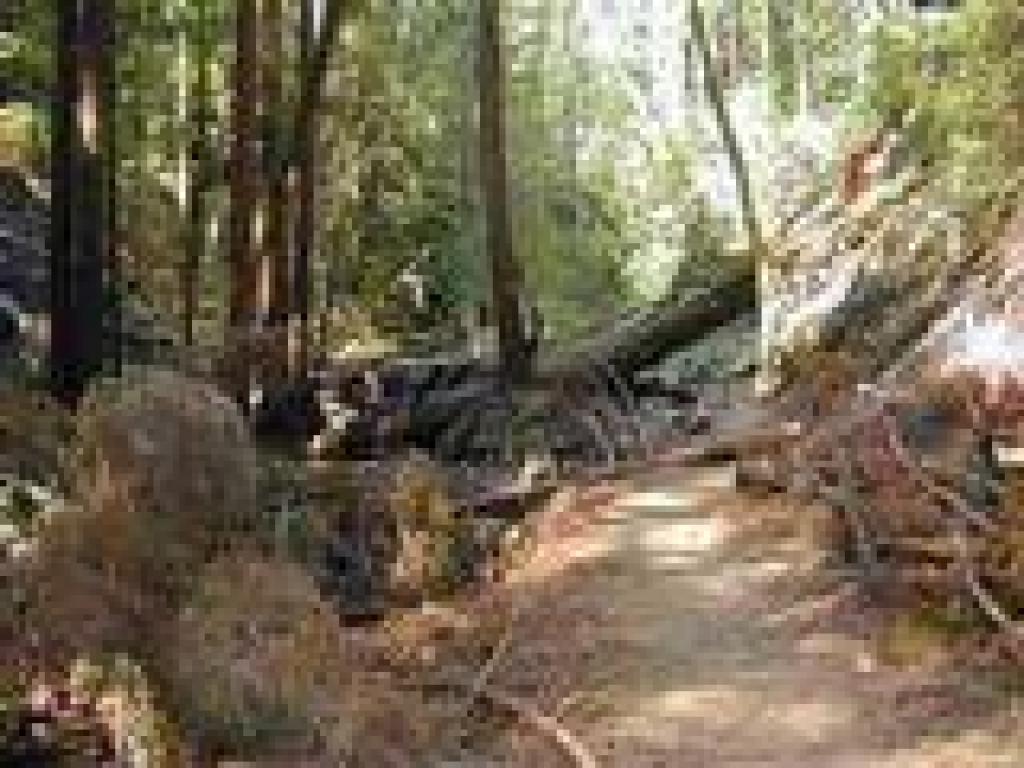 Downed trees are common along and on the trail