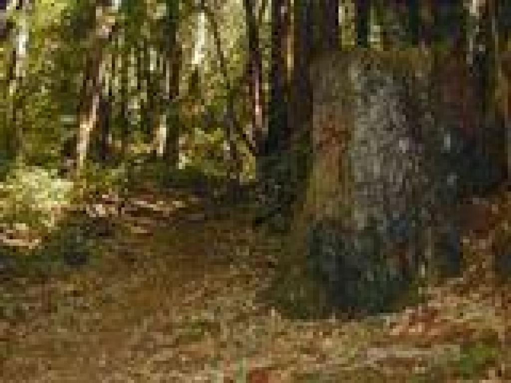 Huge tree stumps line the path