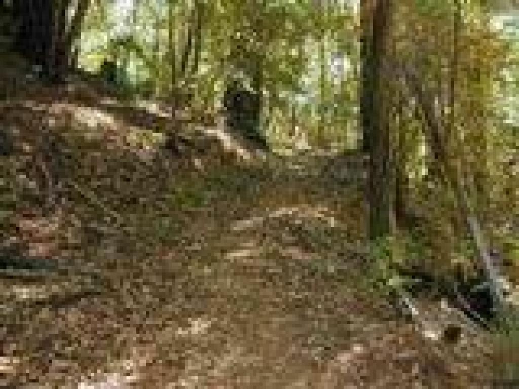 Tanoak leaves litter the trail