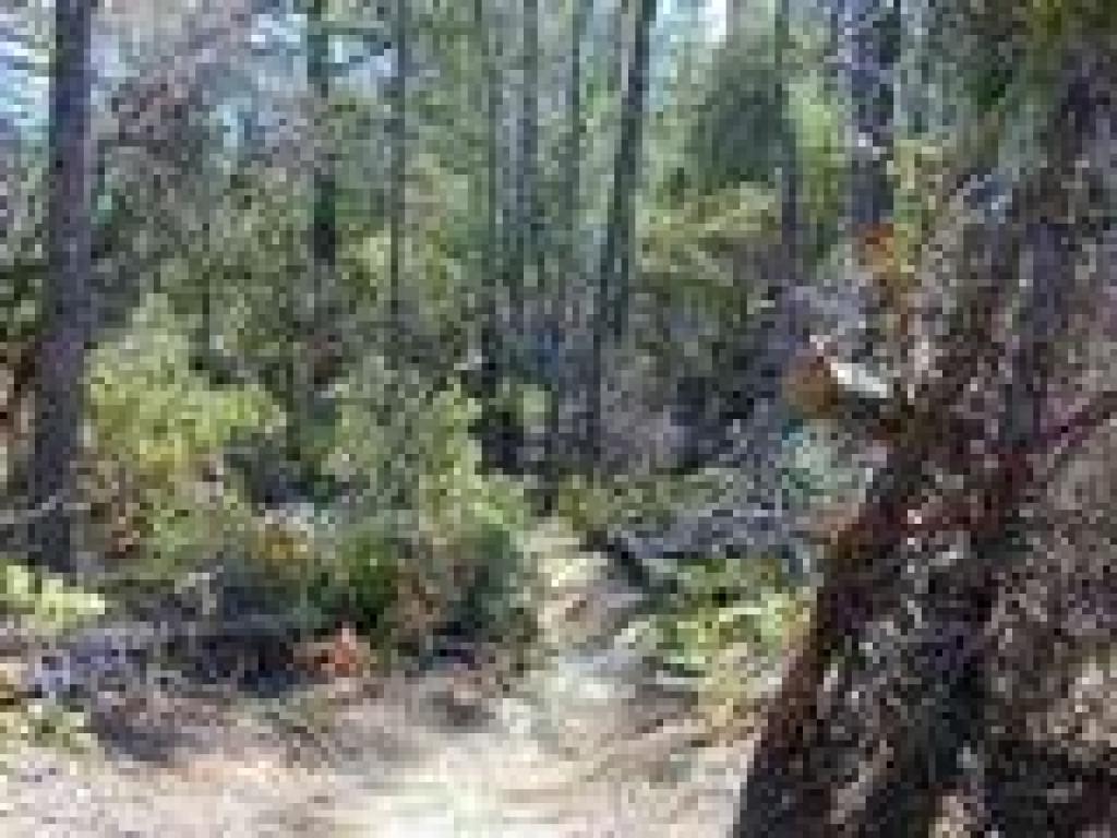 Pines and manzanita are common through this stretch