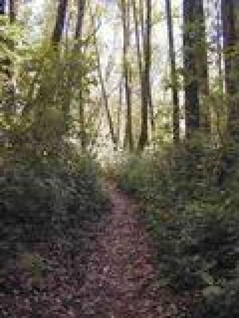 Tanoaks shade the trail