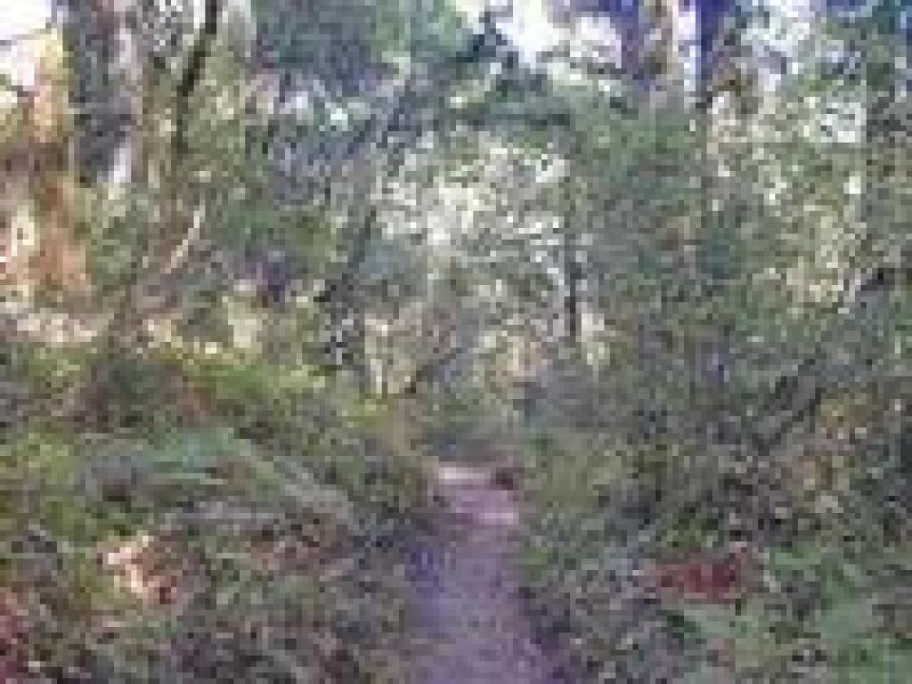 Descending through mixed woodland