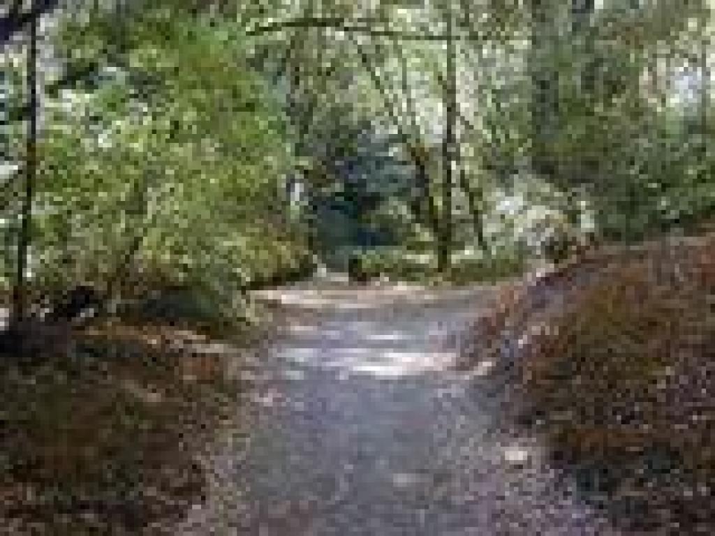 Bennett Creek Trail