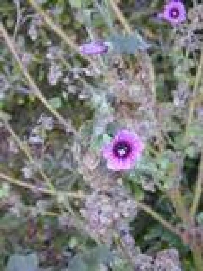 Mallow