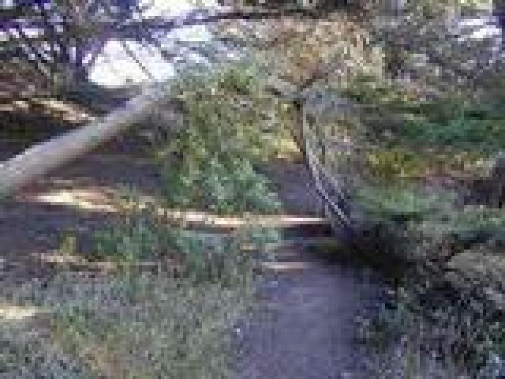 Ducking under a cypress