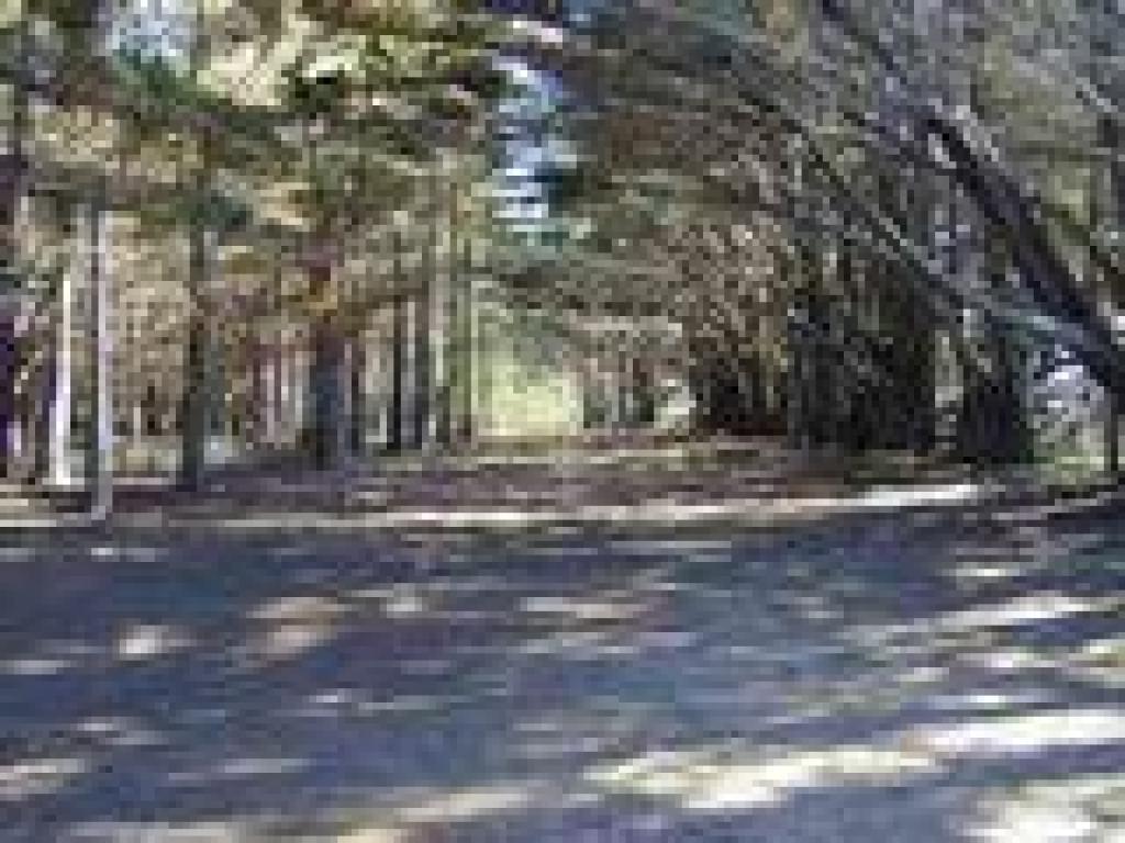 Woods