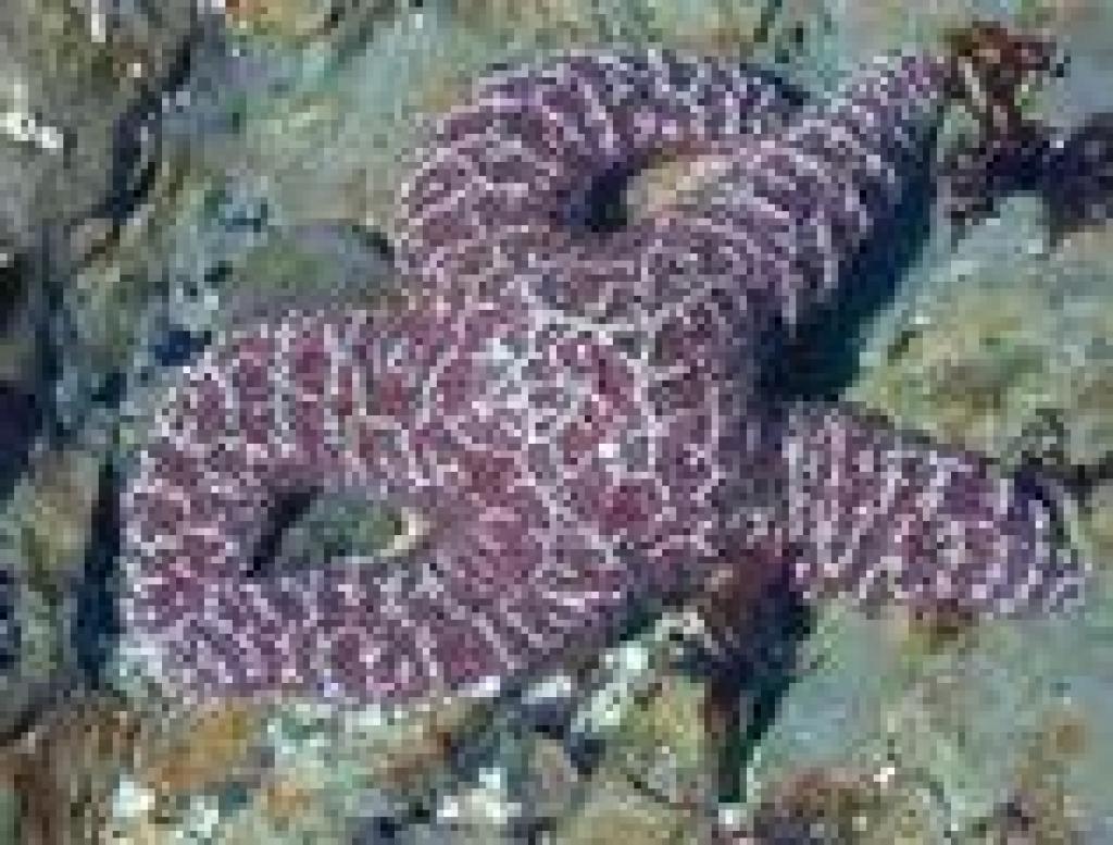Starfish