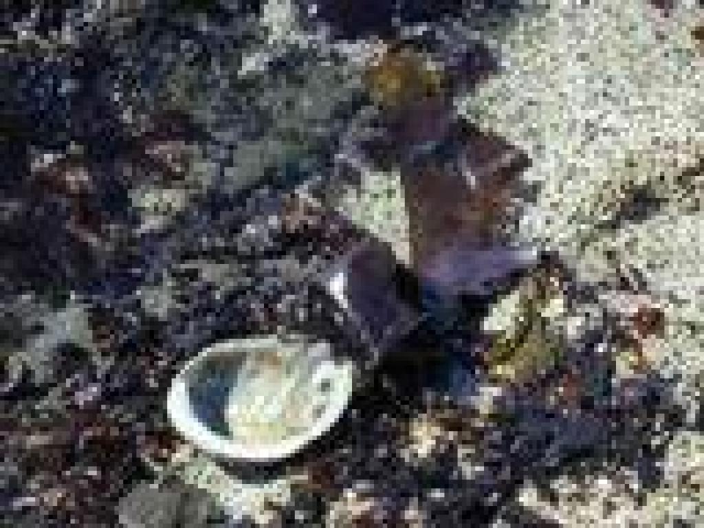 Abalone shell