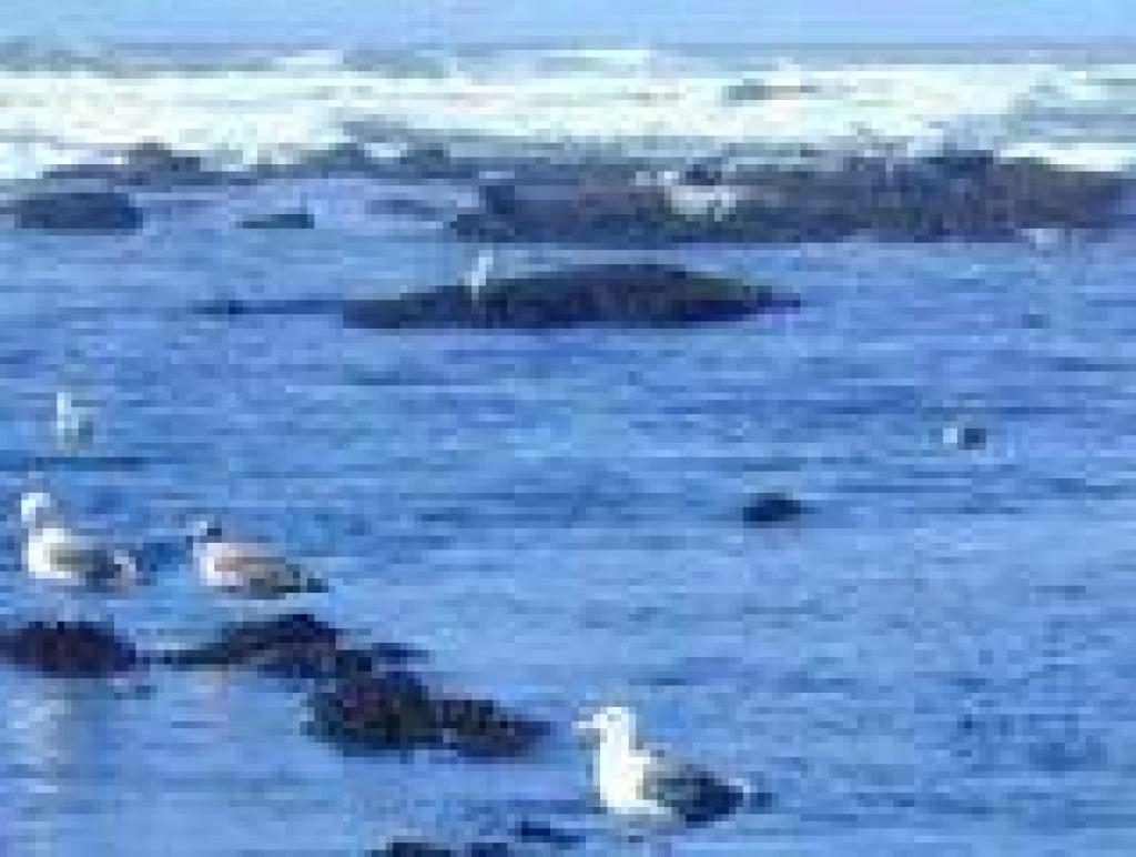 Harbor seals lounging on the reef