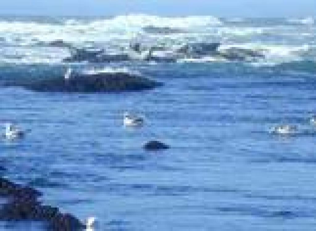 Another view of the seals
