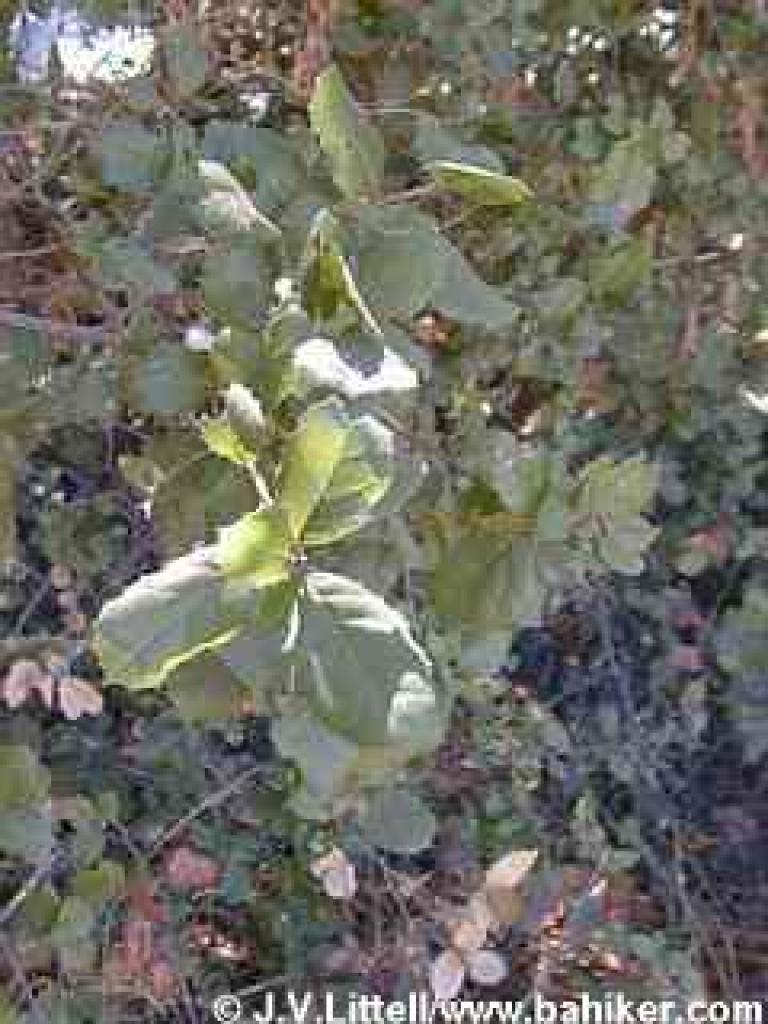 Coast live oak photo