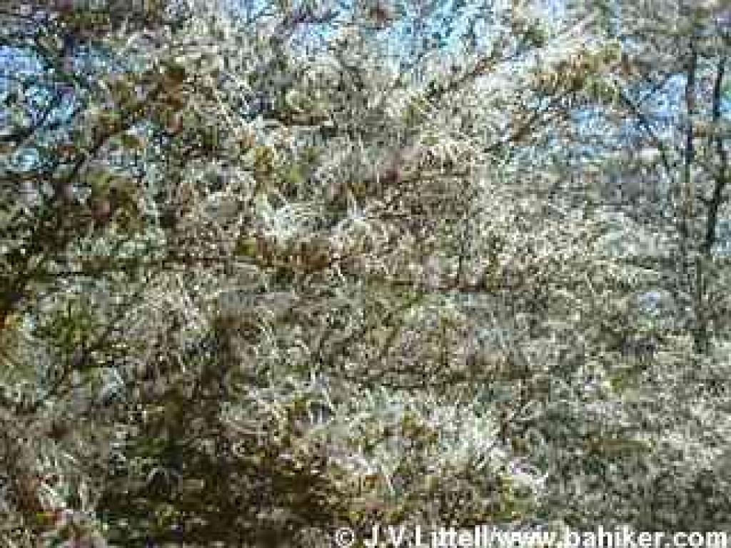 Cercocarpus photo