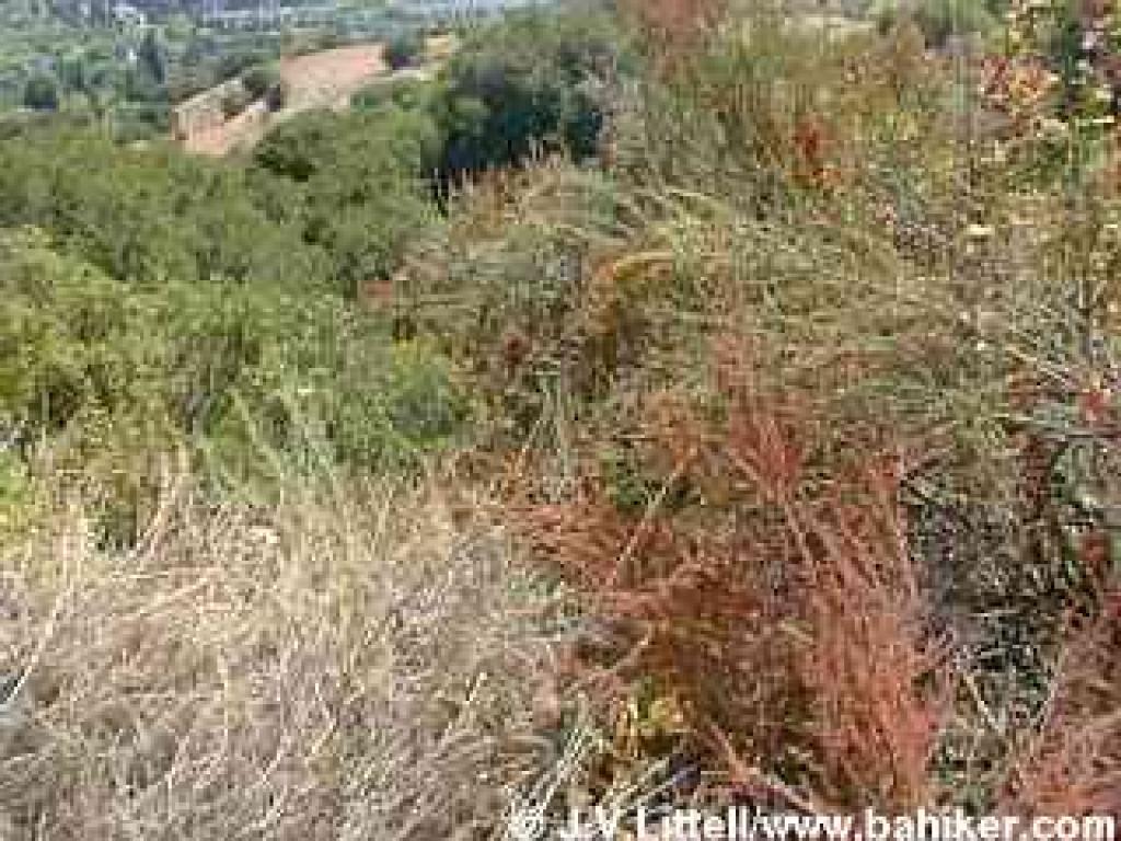 Sagebrush photo