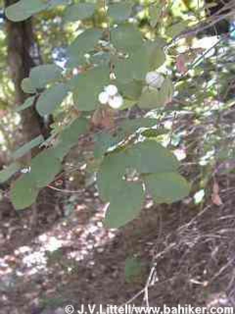 Snowberries in summer