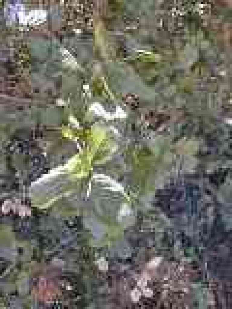 Coast live oak