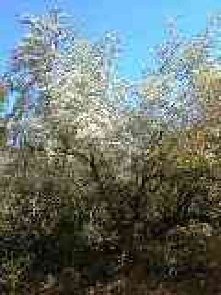 Mountain-mahogany