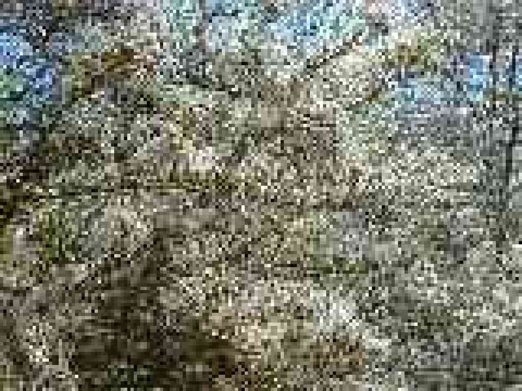 Mountain-mahogany