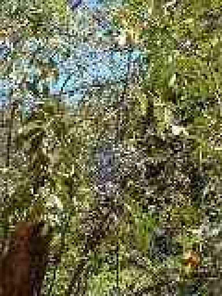Blue elderberry