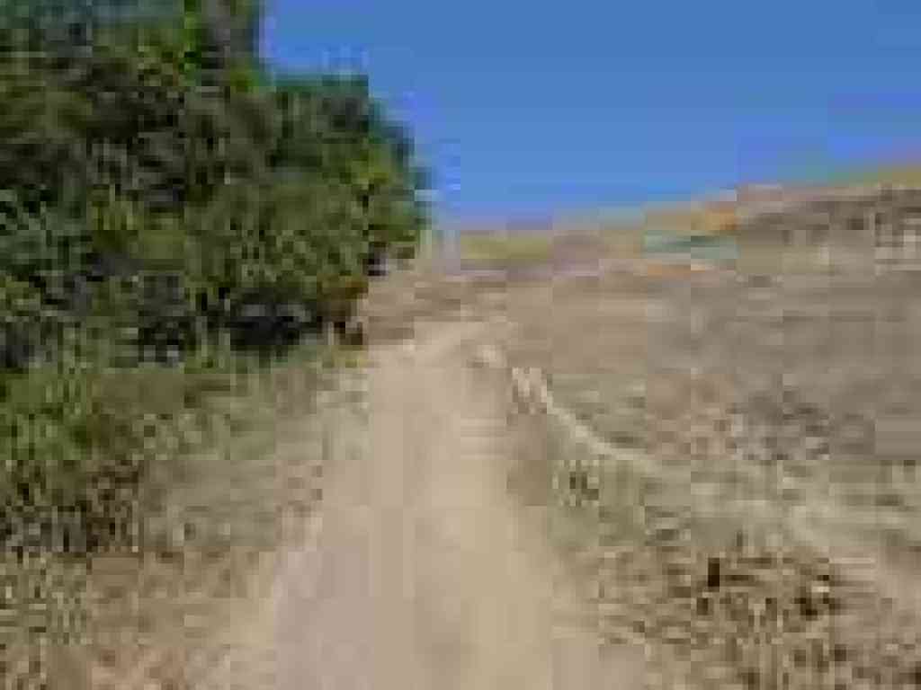 Oaks on one side, grassland on the other