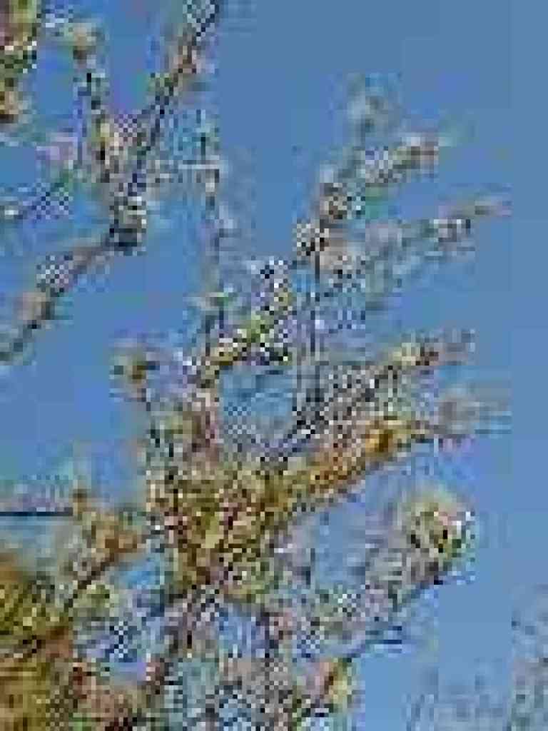 Cercocarpus