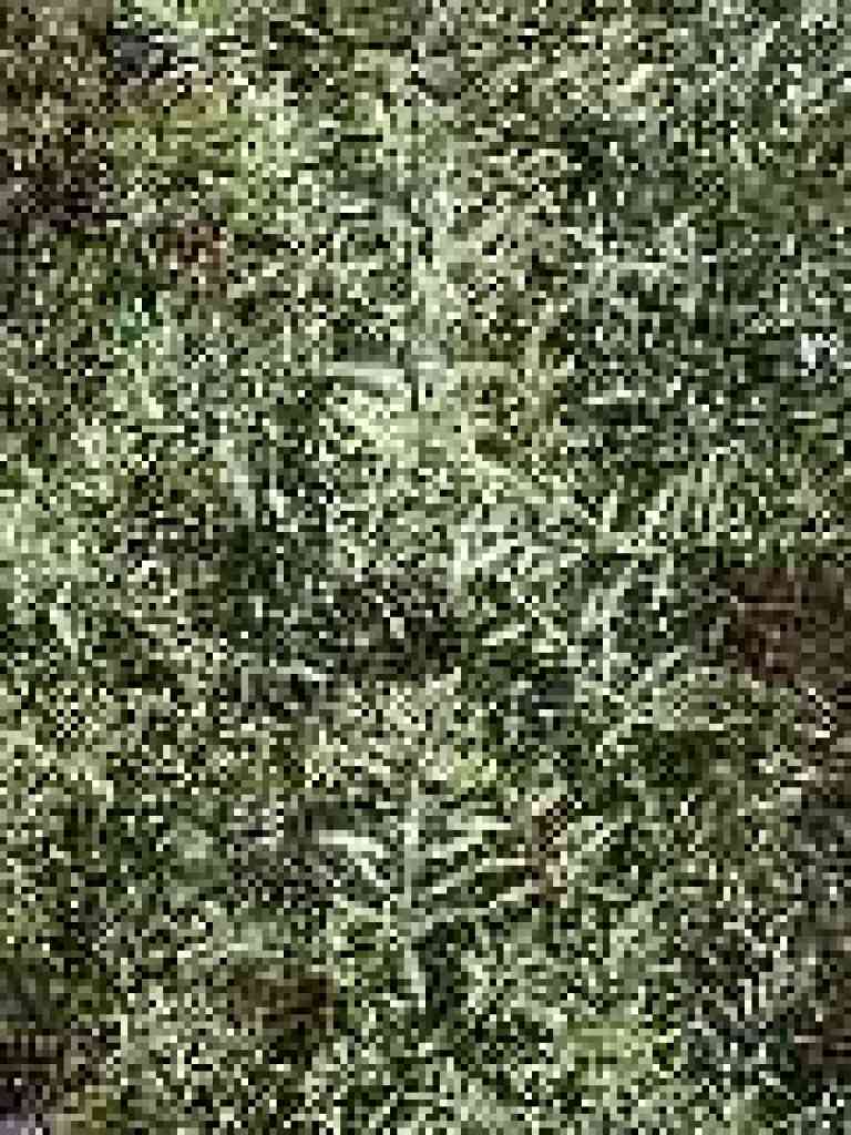 Olive tree