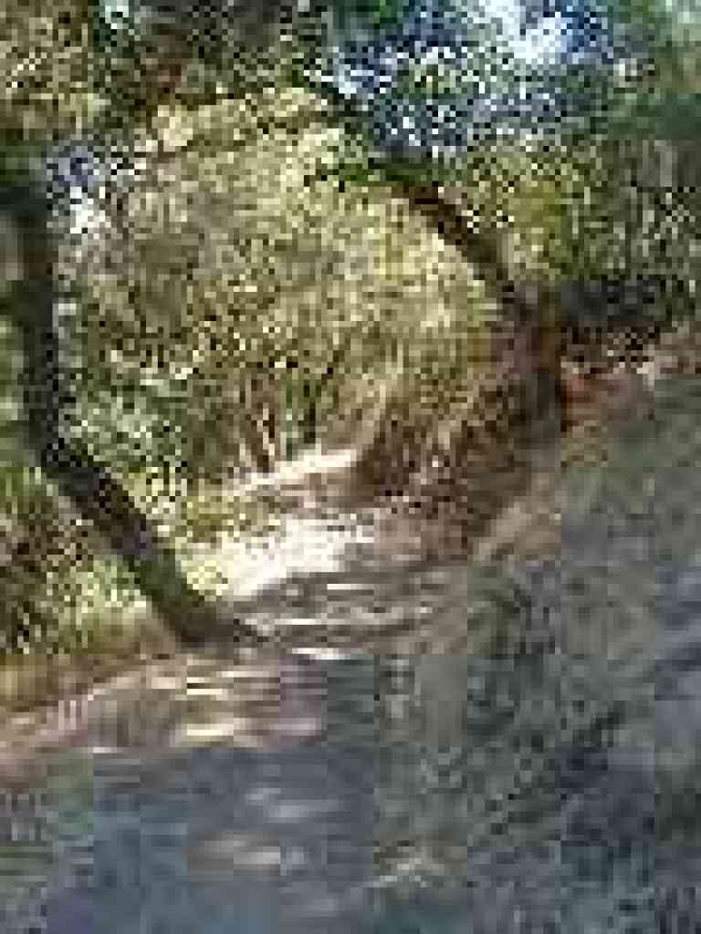 Under oaks