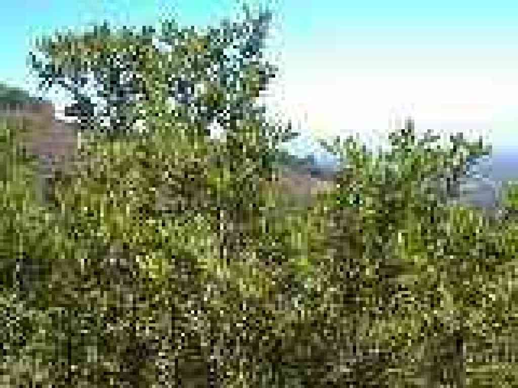 Toyon