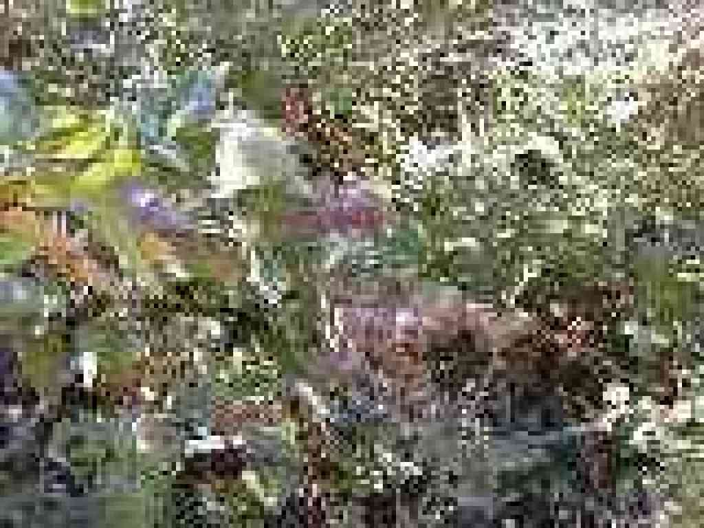 Pitcher sage