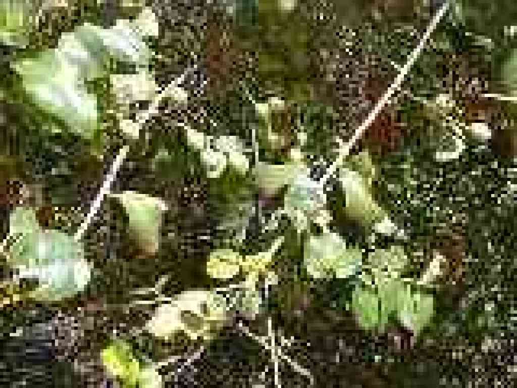 Holly-leaf cherry?
