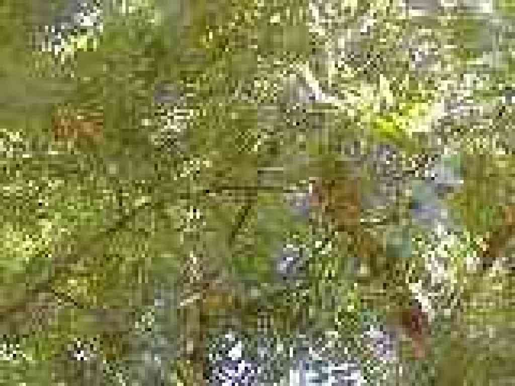 Walnut