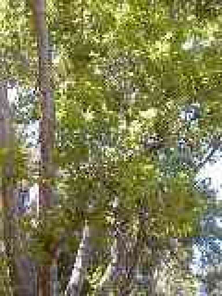 Sycamore