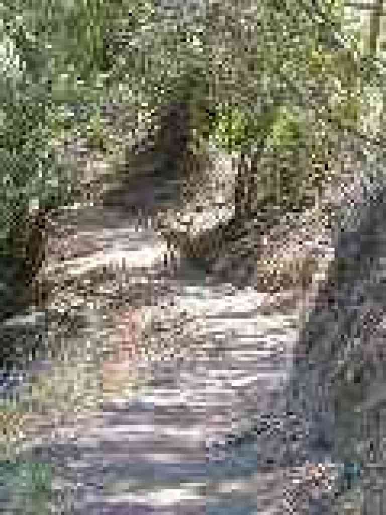 Deer on trail