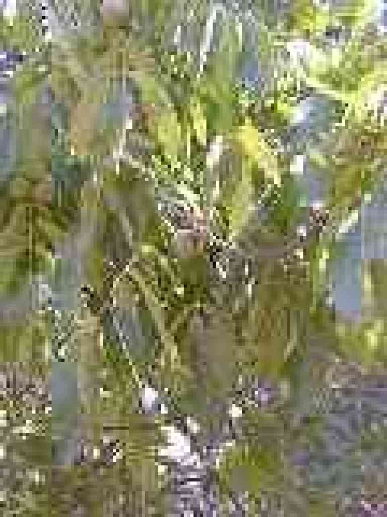 Walnut