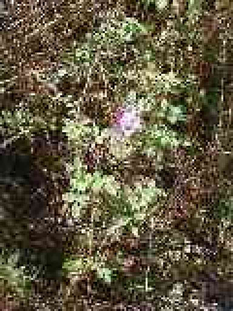 Wild rose