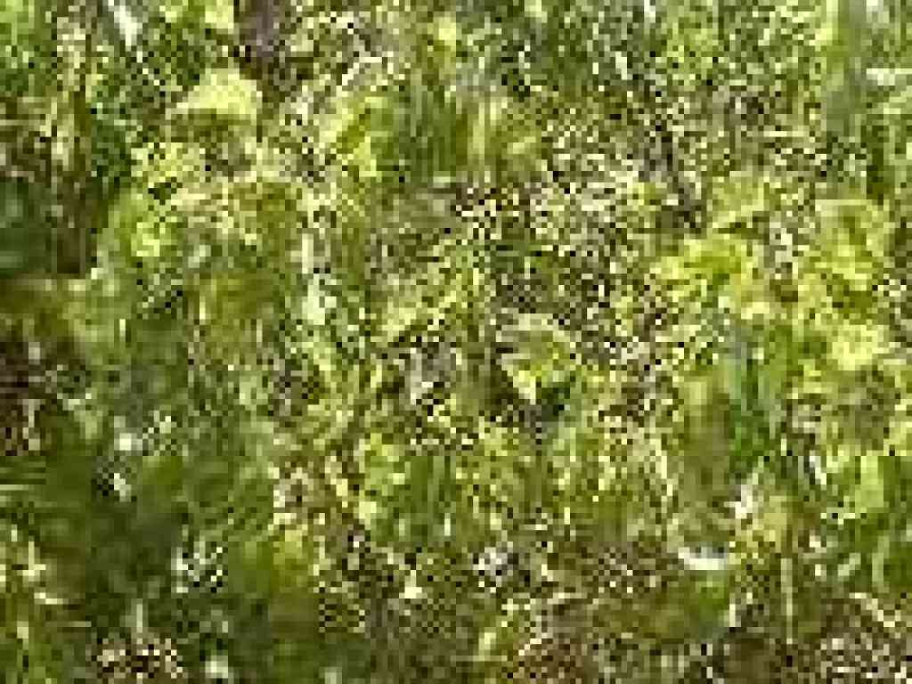 Plum tree