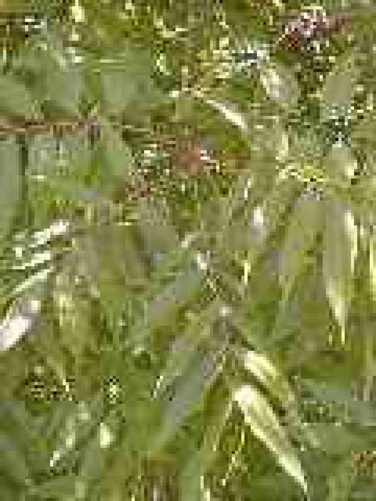 Mystery tree