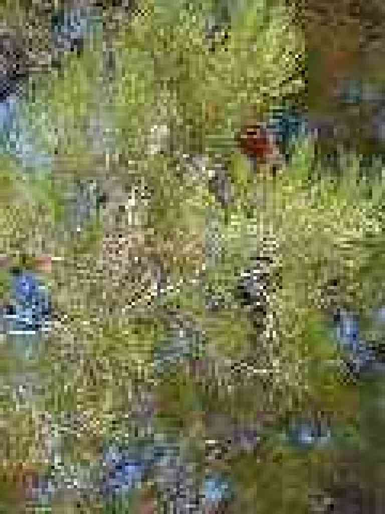 Pines