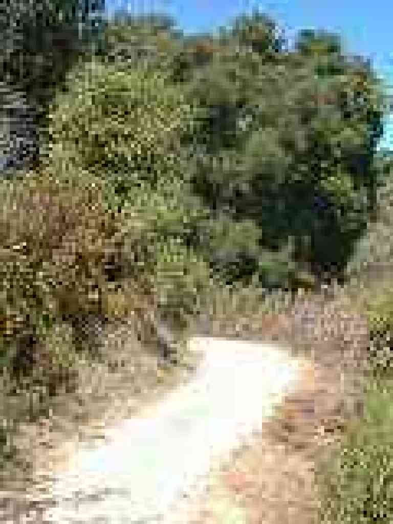 Through chaparral