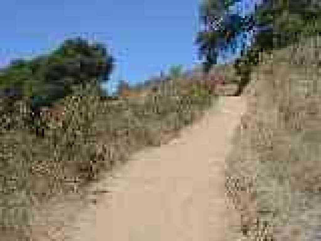 Yerba-santa lines the path